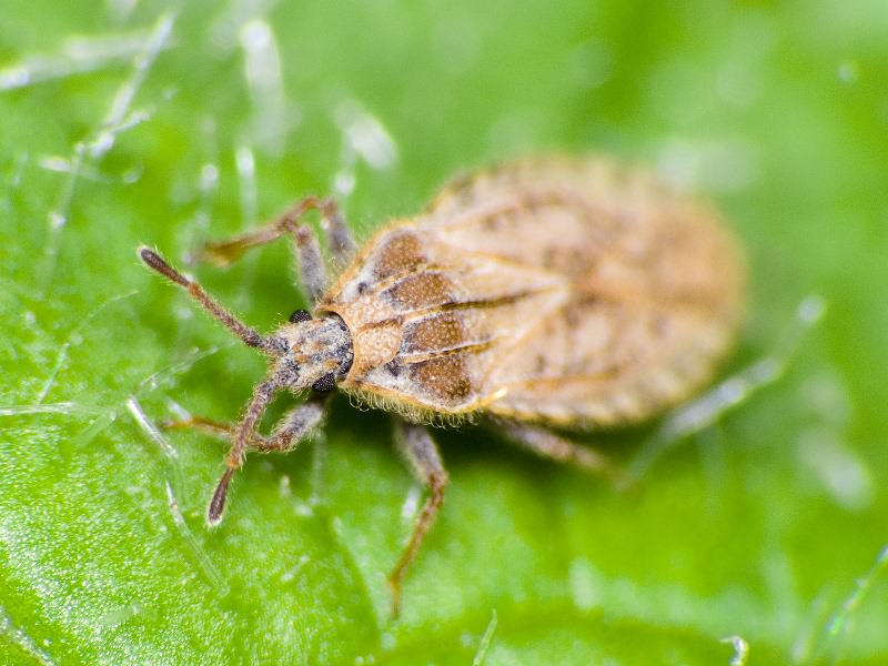 Tingis (Neolasiotropis) pilosa (Hummel, 1825)
